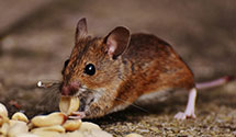 24 Hour & Emergency Exterminators in Blue Hill, ME